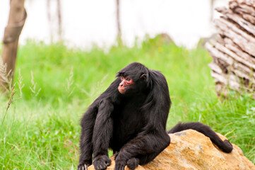 The red-faced spider monkey (Ateles paniscus) in Brazil.