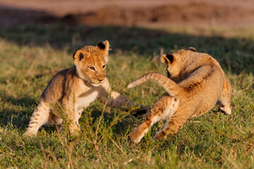 Fototapeta na wymiar Lion cubs running and playing in the Masai Mara Game Reserve in Kenya