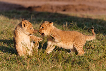 Lion cubs running and playing in the Masai Mara Game Reserve in Kenya