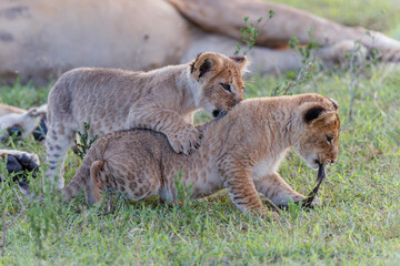 Lion cubs running and playing in the Masai Mara Game Reserve in Kenya