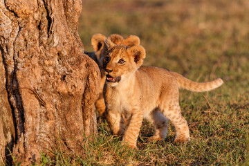 Lion cubs running and playing in the Masai Mara Game Reserve in Kenya