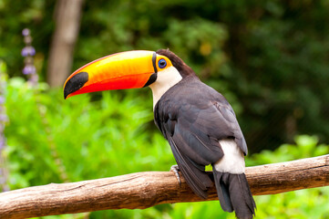toco toucan (Ramphastos toco), beautiful common toucan in Brazil