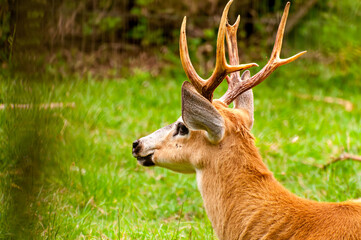 Beautiful grazing deer, brazilian deer