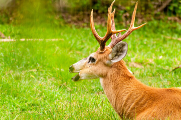 Beautiful grazing deer, brazilian deer.