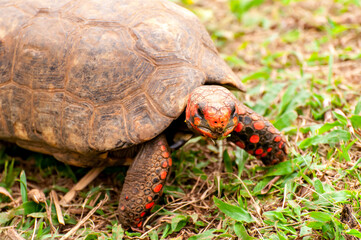 Beautiful red tortoise turtle, jabuti-piranga (Chelonoidis carbonaria) in Brazil.