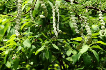 Fototapeta na wymiar Close-up view of the acacia nilotica pods.