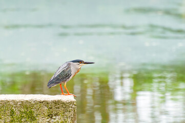 Beautiful striated heron bird (Butorides striata) in lake in Brazil.