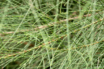 Close-up view of the garden plant.