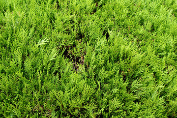 Close-up view of the garden plant.