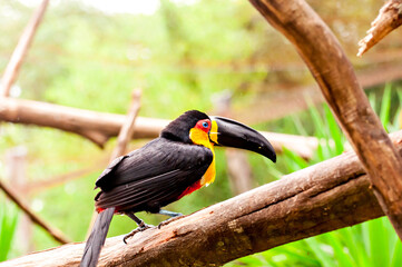 channel-billed toucan (Ramphastos vitellinus), beautiful black-billed toucan in Brazil.