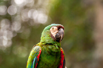 chestnut-fronted macaw or severe macaw (Ara severus), beautiful green macaw at a zoo in Brazil.