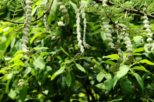 Close-up view of the acacia nilotica pods.