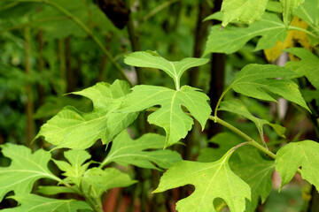 A beautiful close-up view of wild tree leaves.