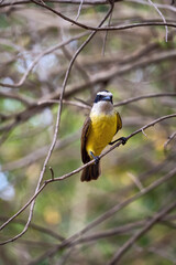 Urban yellow bird. The Great Kiskadee also know as Bem-te-vi perched on a top of tree. Species Pitangus sulphuratus. Animal world. Bird lover. Birdwatching.