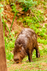 Mud-spotted capybara in Brazil, Hydrochoerus hydrochaeris.