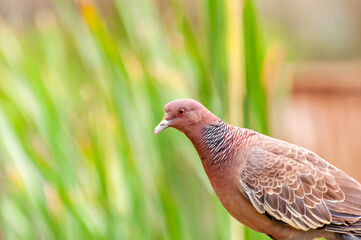 Picazuro pigeon bird (Patagioenas picazuro) in nature in Brazil.