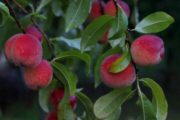 Peach growing on a tree. Natural fruit. Peaches on  tree branches. Delicious and healthy organic nutrition. Beautiful garden with ripened nectarines. Healthy eating. Vegetarianism. Vegan