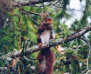 squirrel on a tree
