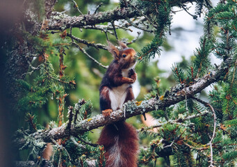 squirrel on a tree