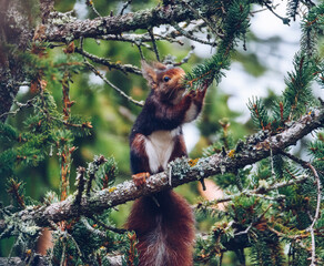 squirrel on a tree