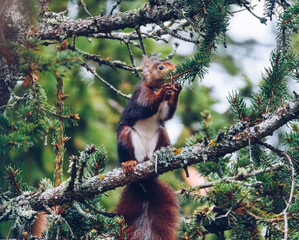 squirrel on a tree