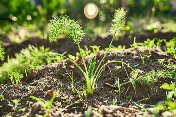 Fennel Bulb growing in the soil. Young plant of Foeniculum vulgare azoricum. Florence or bulbing...