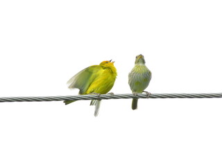 P&aacute;ssaro tentando chamar aten&ccedil;&atilde;o de outro que n&atilde;o liga, intera&ccedil;&atilde;o curiosa e divertida