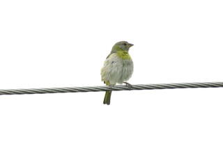 P&aacute;ssaro repousando sobre cabo 