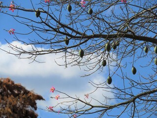 Silhueta de árvore de algodão com frutos e flores com nuvens e céu azul ao fundo