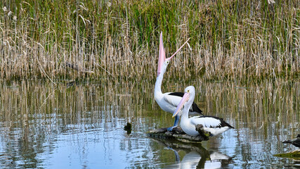 Two Pelicans Resting on an Old Log in Lake Mulwala