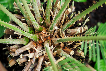 Cycads grown for decoration in a greenhouse.