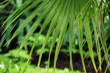 cycad, plant, leaf, close-up, nature, cultivation, ornamental, greenhouse, shape, detail