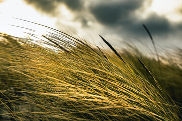 Obraz premium Dünenlandschaft an der Ostsee / Gräser