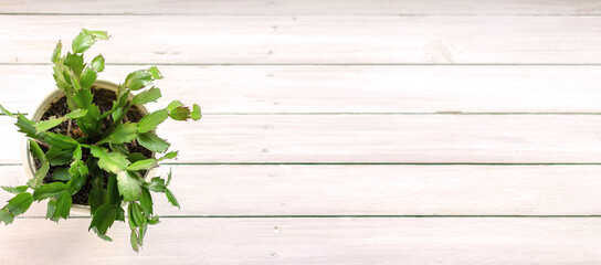 Green pot on white wooden table