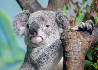 Koala Bear - Portrait 2