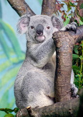 Koala Bear - Portrait Full Body