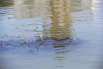 reeds in the water