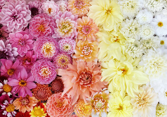 Summer blossoming colorful dahlia flowers rainbow, blooming flower wall festive background, pastel...