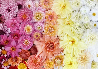 Foto op Plexiglas Summer blossoming colorful dahlia flowers rainbow, blooming flower wall festive background, pastel and soft bouquet floral card, toned © ulada