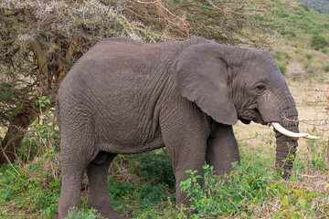 Naklejka na ściany i meble Large African elephant during safari in Ngorongoro in Tanzania