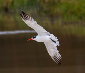 Caspian Tern crosses an inlet at Lake Okeechobee