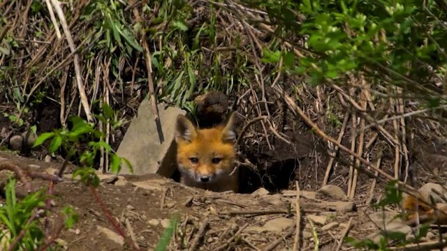 Red Fox Pups at the entrance of one of their dens.  Very wary fox pups explore outside their Den in May in Windsor in Upstate NY.