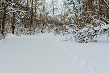 The frozen bed of a small river surrounded by snow-covered banks and forest. Winter landscape.