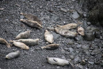sea lions on a rocky shore