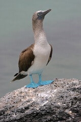 Blue-footed booby, Galápagos