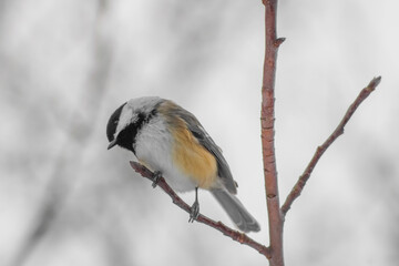 Bird at High Park Toronto