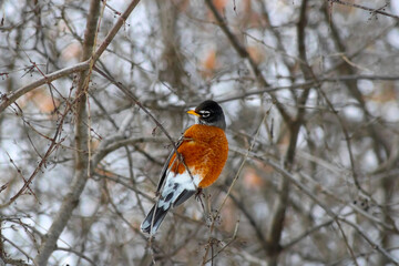 Bird at High Park Toronto