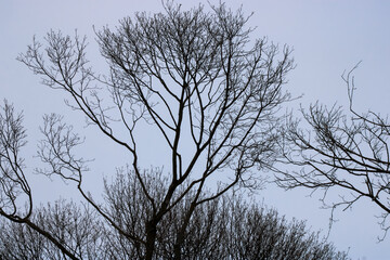 Trees in Winter around High Park Toronto
