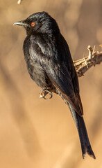 Fork-tailed Drone in the Kgalagadi