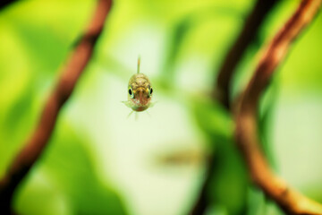 Dwarf rasbora, Rasbora maculata Freshwater fish in the nature aquarium, is often as often referred as Boraras maculatus. Animal aquascaping photography with a focus gradient and soft background.